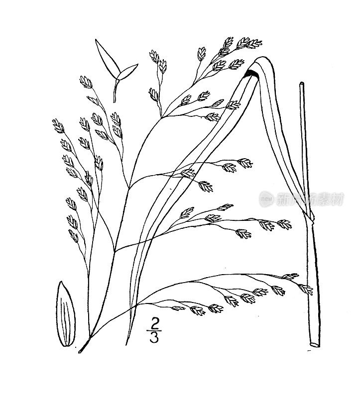 古植物学植物插图:Panicularia laxa，北方甘露草